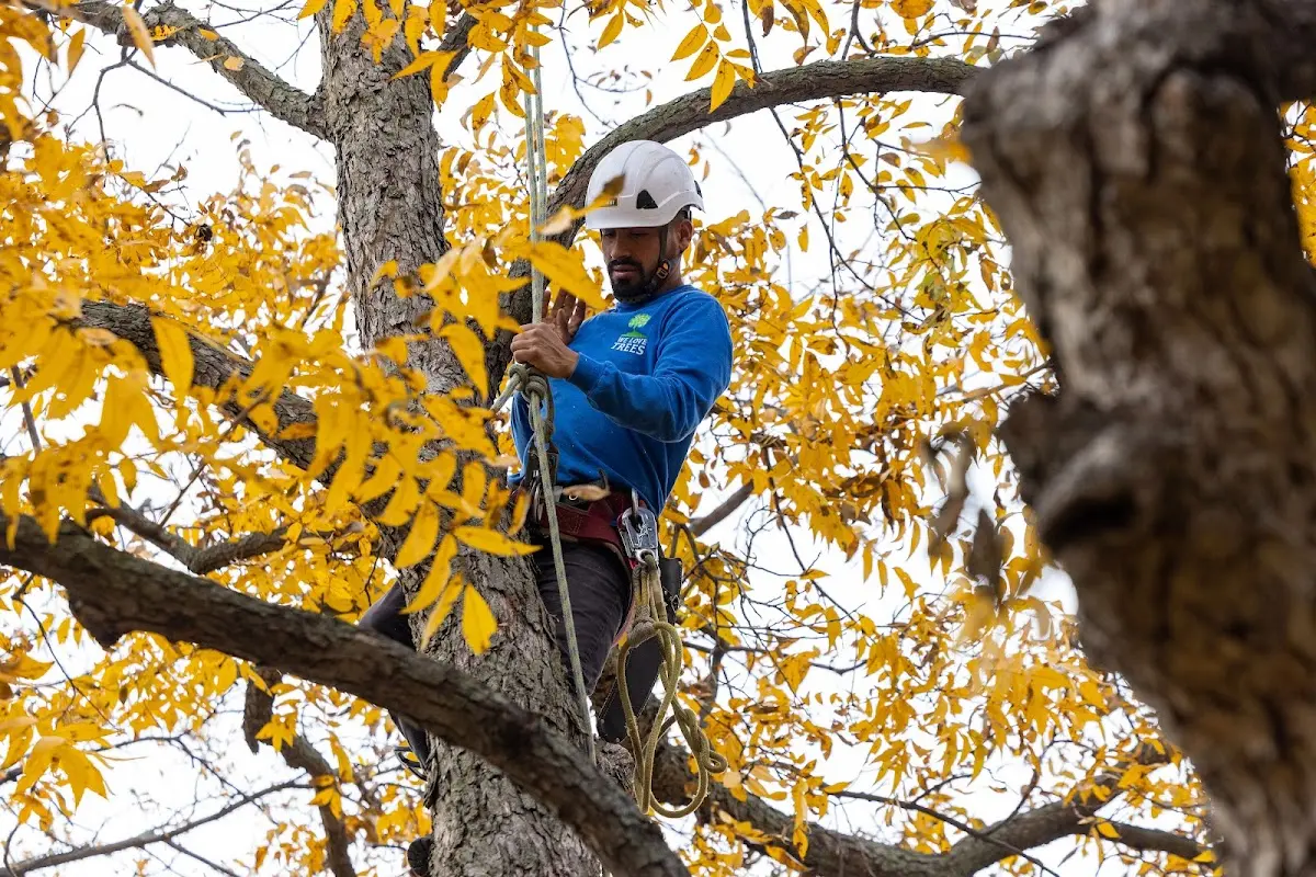 Skilled Tree Planing crew working in Keokuk